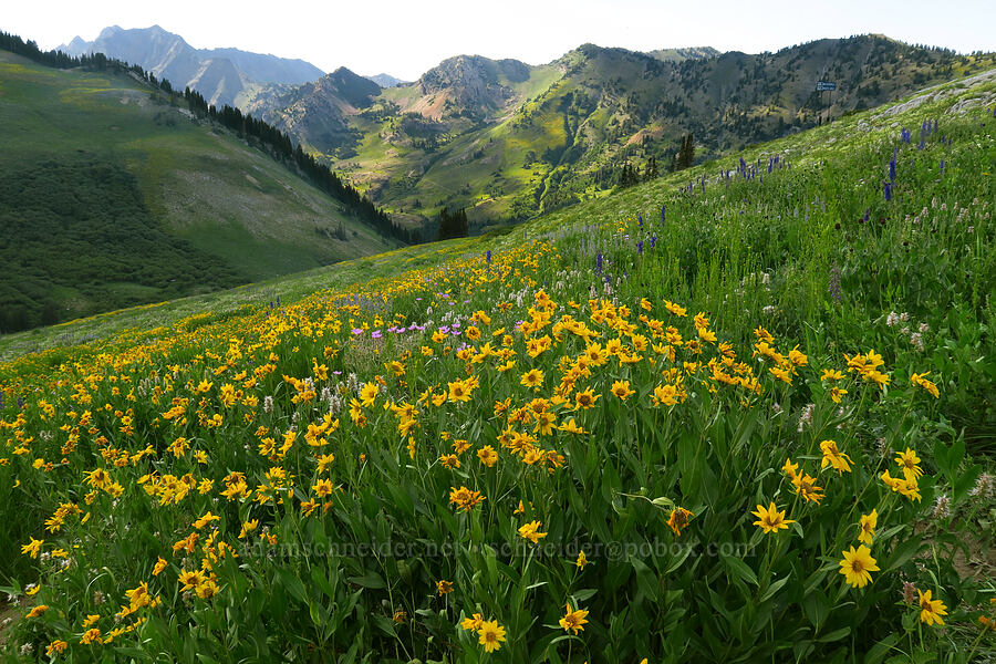 wildflowers [Albion Basin, Alta, Salt Lake County, Utah]