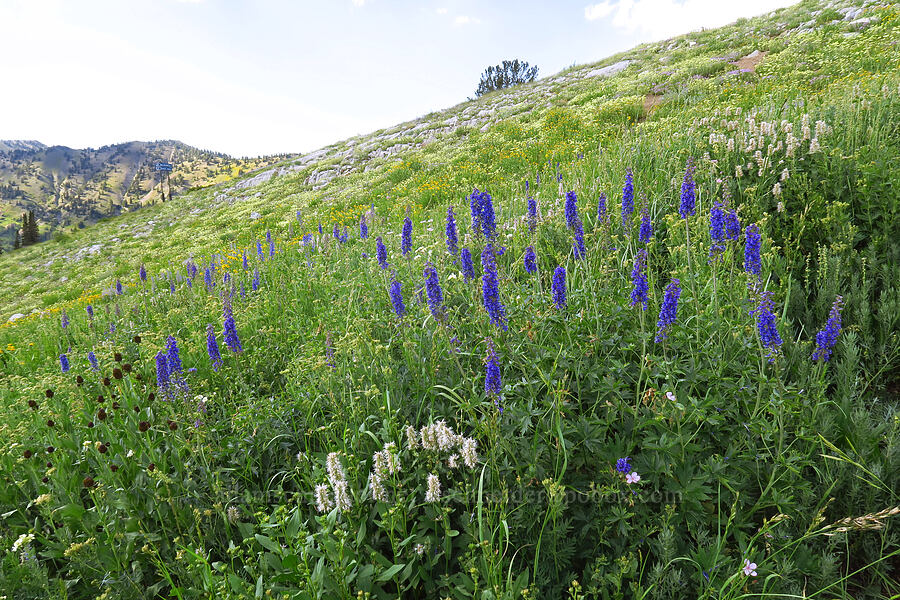 wildflowers [Albion Basin, Alta, Salt Lake County, Utah]