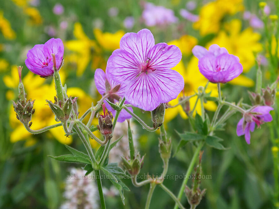 sticky purple geranium (Geranium viscosissimum) [Albion Basin, Alta, Salt Lake County, Utah]