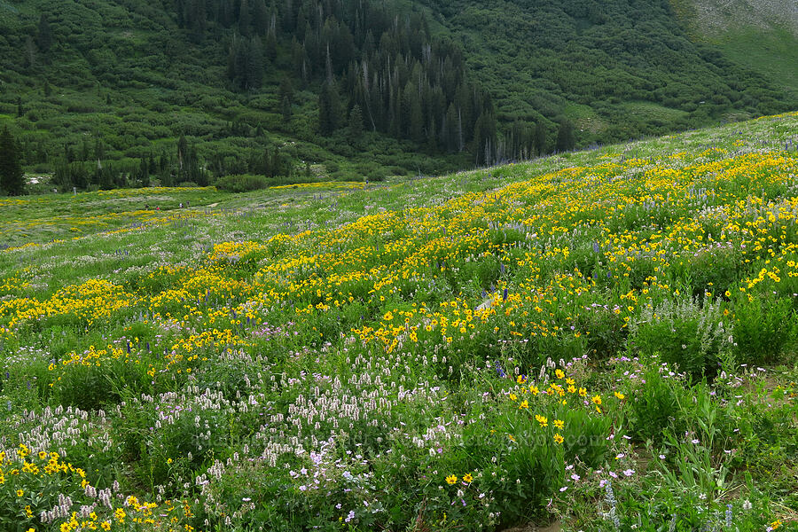 wildflowers [Albion Basin, Alta, Salt Lake County, Utah]