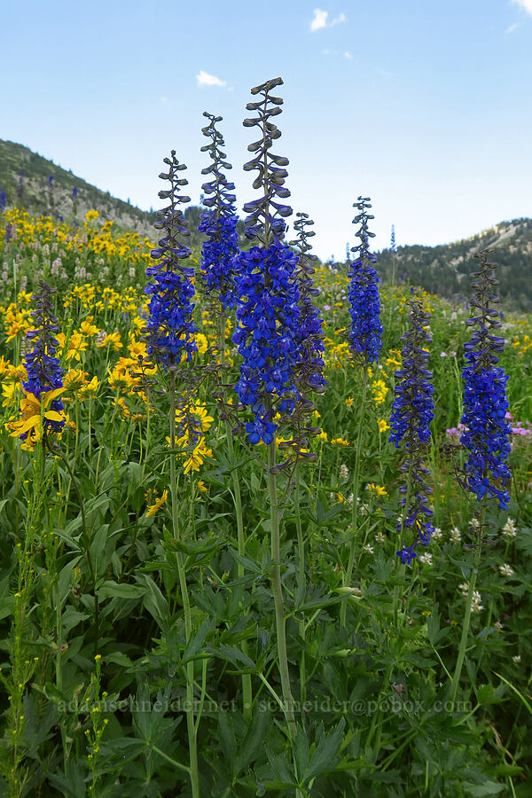 larkspur (Delphinium sp.) [Albion Basin, Alta, Salt Lake County, Utah]