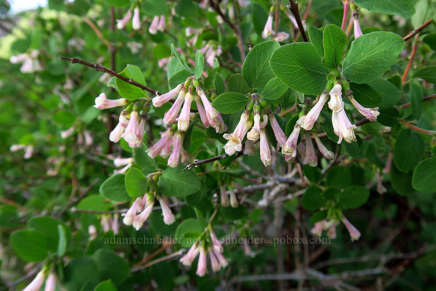 mountain snowberry flowers (Symphoricarpos rotundifolius) [Albion Basin, Alta, Salt Lake County, Utah]