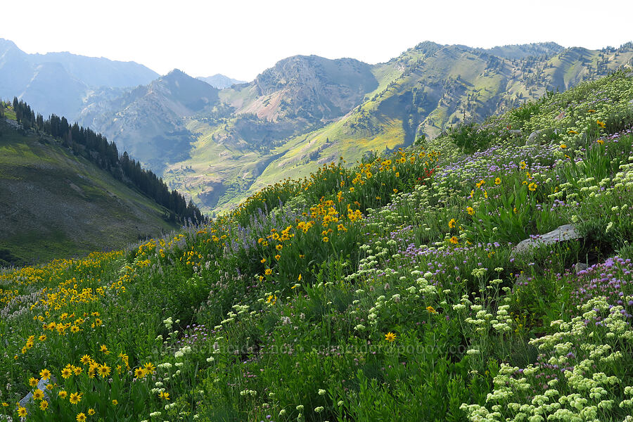 wildflowers [Albion Basin, Alta, Salt Lake County, Utah]