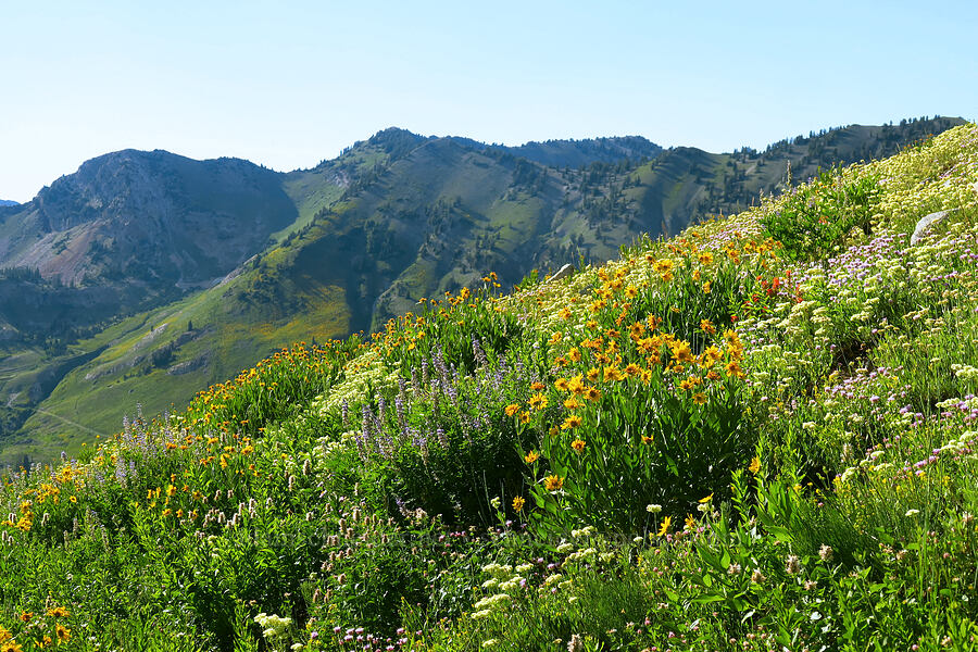 wildflowers [Albion Basin, Alta, Salt Lake County, Utah]