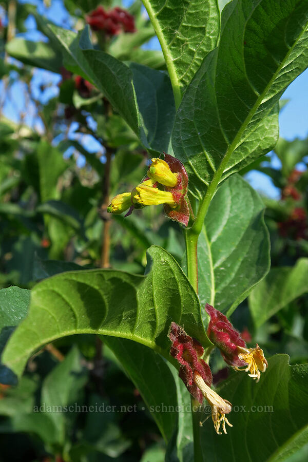 black twinberry flowers (Lonicera involucrata) [Albion Basin Road, Alta, Salt Lake County, Utah]