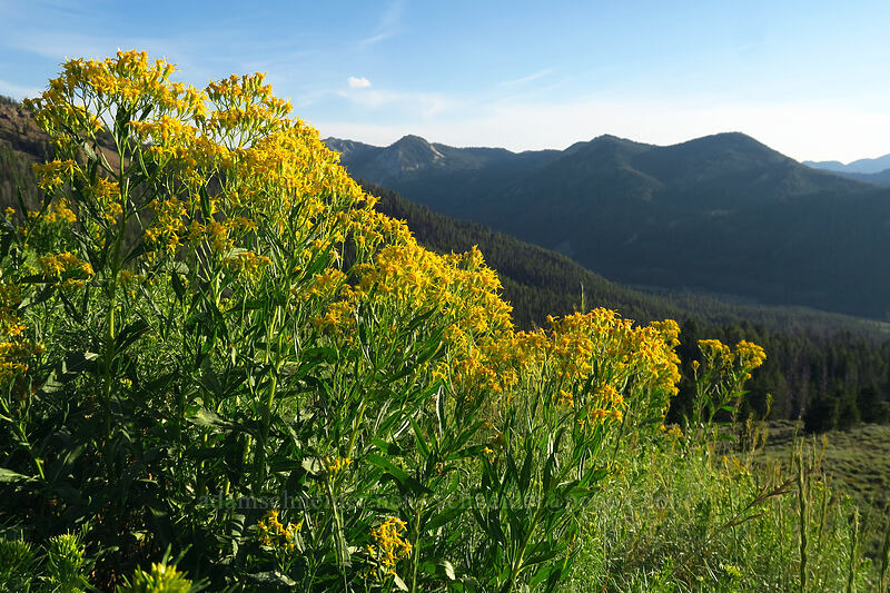 arrow-leaf groundsel (Senecio triangularis) [Bethine & Frank Church Overlook, Blaine County, Idaho]