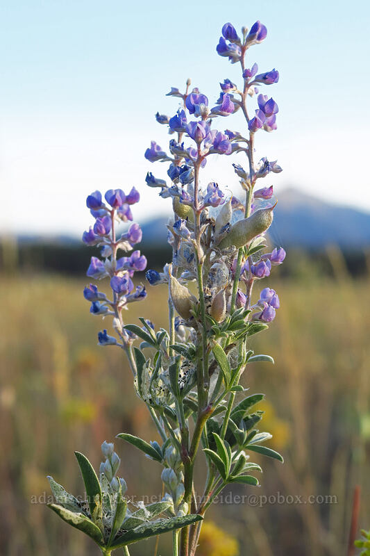 lupines (Lupinus sp.) [Sawtooth Valley, Blaine County, Idaho]