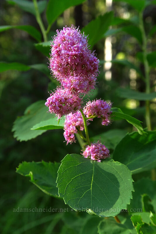 hardhack (Douglas' spirea) (Spiraea douglasii) [Iron Creek-Stanley Lake Trail, Sawtooth National Recreation Area, Custer County, Idaho]