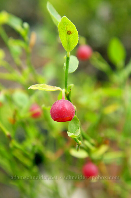 grouse whortleberries (Vaccinium scoparium) [Iron Creek-Stanley Lake Trail, Sawtooth National Recreation Area, Custer County, Idaho]