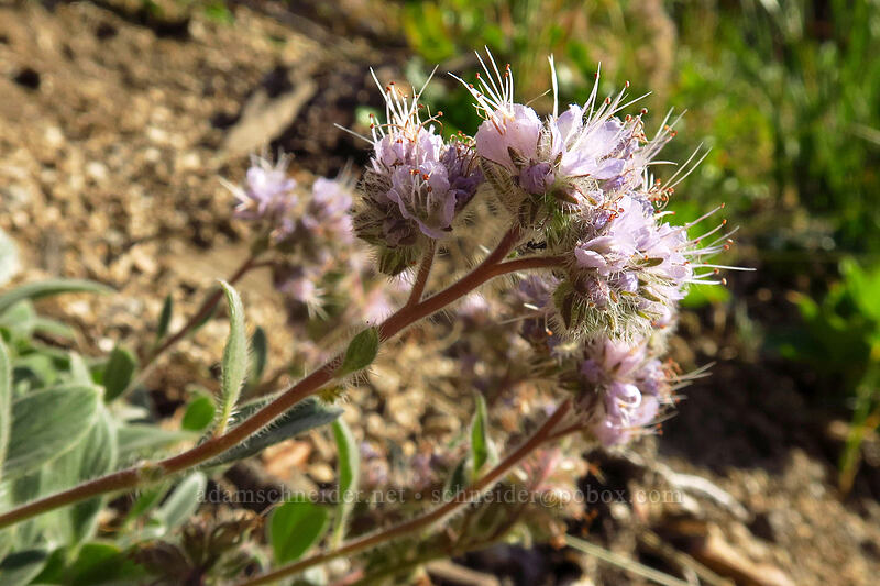 phacelia (Phacelia hastata) [Iron Creek-Stanley Lake Trail, Sawtooth Wilderness, Custer County, Idaho]