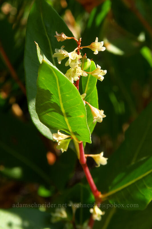 alpine knotweed (Aconogonon phytolaccifolium (Koenigia phytolaccifolia)) [Iron Creek-Stanley Lake Trail, Sawtooth Wilderness, Custer County, Idaho]