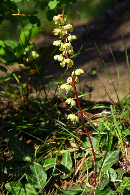 white-veined pyrola (Pyrola picta) [Iron Creek-Stanley Lake Trail, Sawtooth Wilderness, Custer County, Idaho]