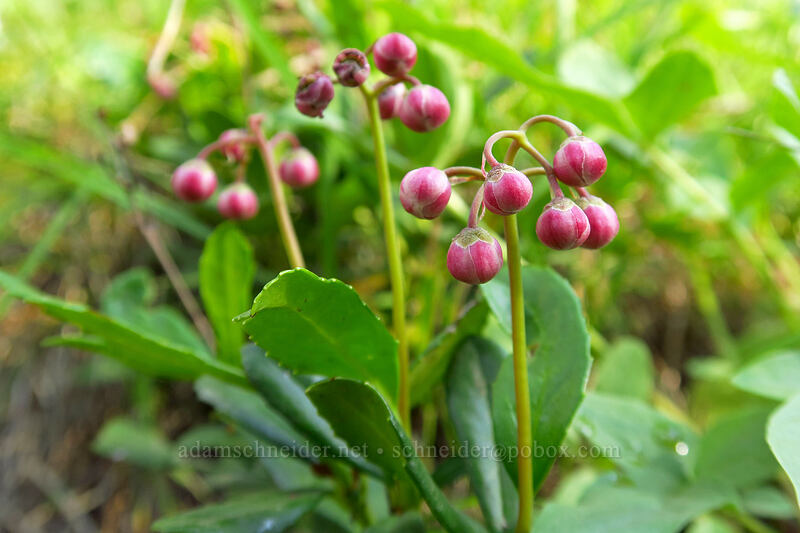pipsissewa (Chimaphila umbellata) [Iron Creek-Stanley Lake Trail, Sawtooth Wilderness, Custer County, Idaho]