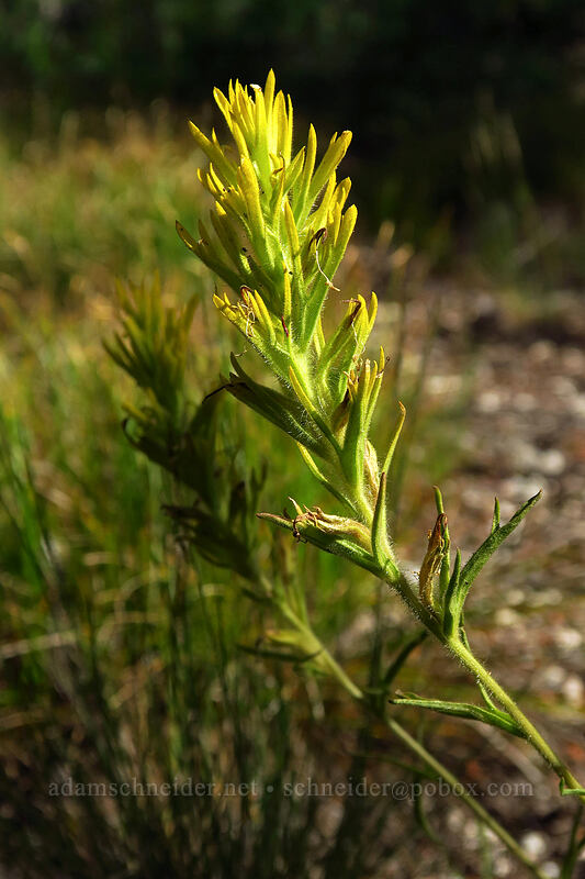 sticky paintbrush (Castilleja viscidula) [Iron Creek-Stanley Lake Trail, Sawtooth Wilderness, Custer County, Idaho]
