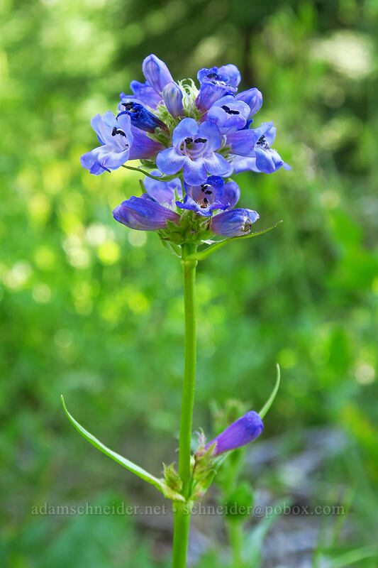 globe penstemon (Penstemon globosus) [Iron Creek-Stanley Lake Trail, Sawtooth Wilderness, Custer County, Idaho]