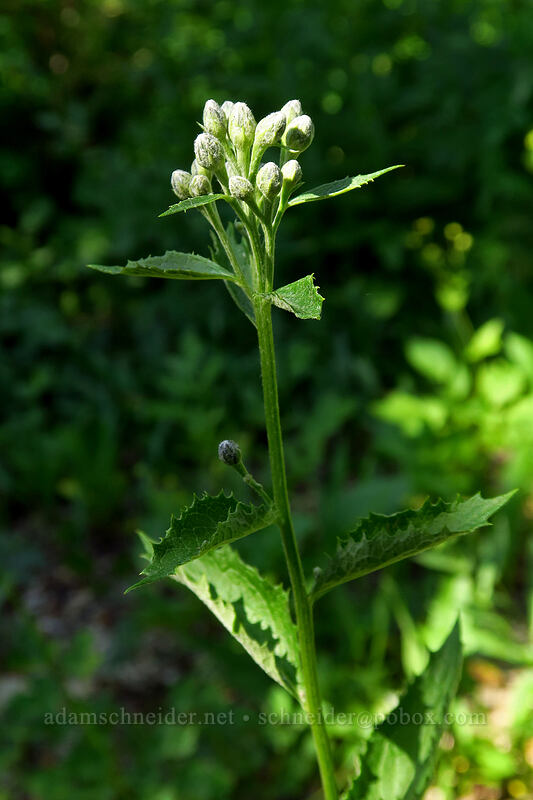 American saw-wort, budding (Saussurea americana) [Iron Creek-Stanley Lake Trail, Sawtooth Wilderness, Custer County, Idaho]