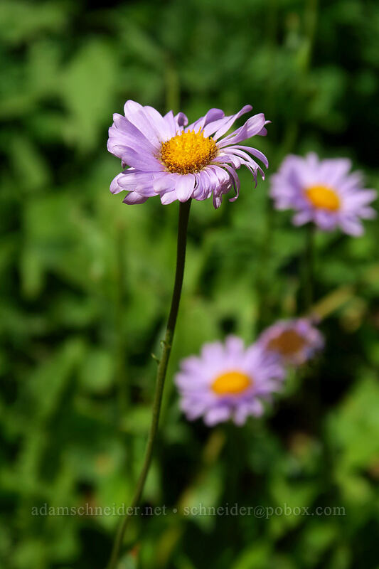 subalpine fleabane (Erigeron glacialis var. glacialis) [Iron Creek-Stanley Lake Trail, Sawtooth Wilderness, Custer County, Idaho]