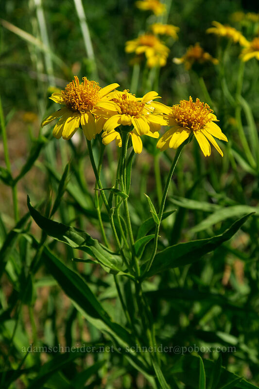 arnica (Arnica sp.) [Iron Creek-Stanley Lake Trail, Sawtooth Wilderness, Custer County, Idaho]