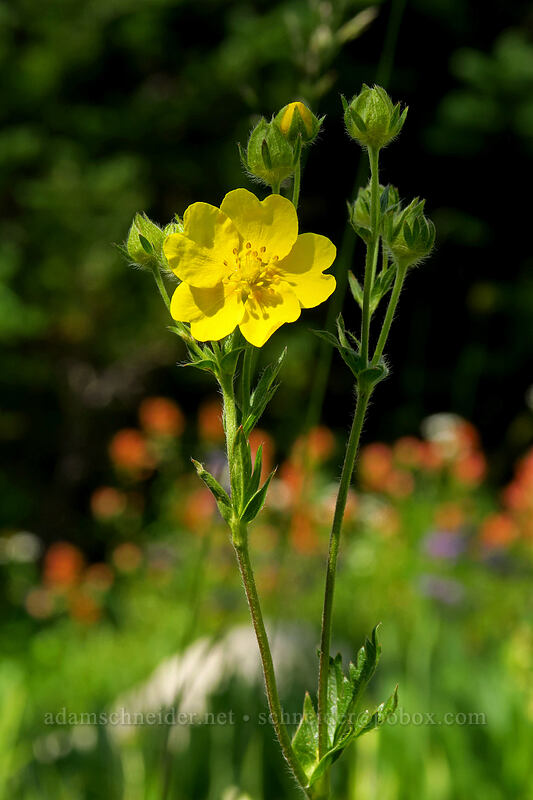 slender cinquefoil (Potentilla gracilis) [Iron Creek-Stanley Lake Trail, Sawtooth Wilderness, Custer County, Idaho]