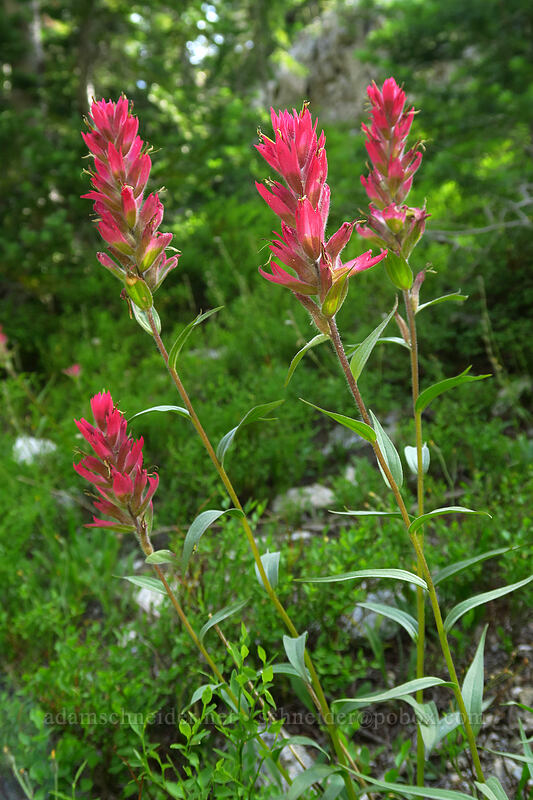 magenta-ish paintbrush (Castilleja miniata) [Iron Creek-Stanley Lake Trail, Sawtooth Wilderness, Custer County, Idaho]
