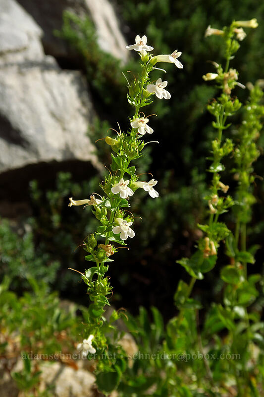 scabland penstemon (Penstemon deustus) [Iron Creek-Stanley Lake Trail, Sawtooth Wilderness, Custer County, Idaho]