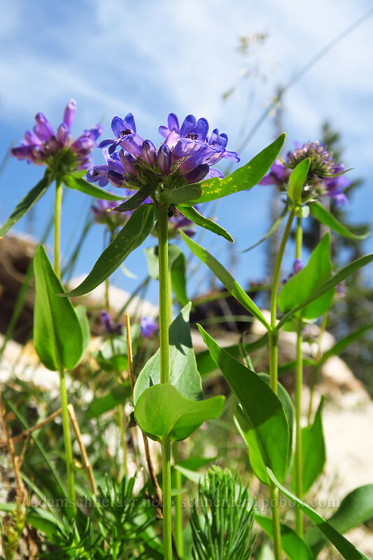 penstemon (Penstemon sp.) [Iron Creek-Stanley Lake Trail, Sawtooth Wilderness, Custer County, Idaho]
