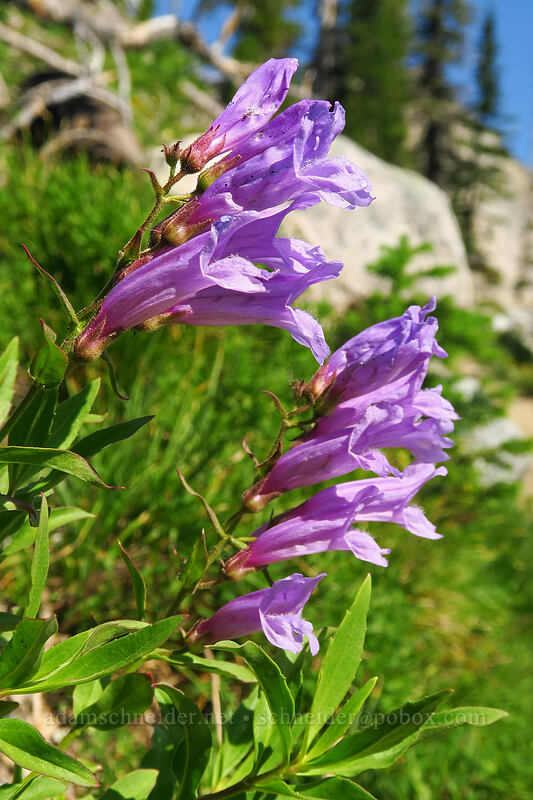 shrubby penstemon (Penstemon fruticosus) [Iron Creek-Stanley Lake Trail, Sawtooth Wilderness, Custer County, Idaho]