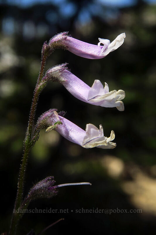 Tweedy's snow-lover (Chionophila tweedyi) [Iron Creek-Stanley Lake Trail, Sawtooth Wilderness, Custer County, Idaho]