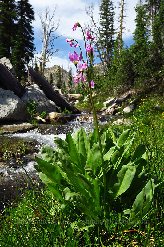 tall mountain shooting stars (Dodecatheon jeffreyi (Primula jeffreyi)) [Iron Creek-Stanley Lake Trail, Sawtooth Wilderness, Custer County, Idaho]