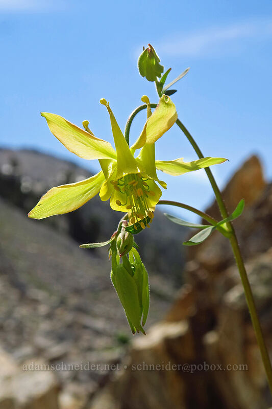 yellow columbine (Aquilegia flavescens) [North Fork Baron Trail, Sawtooth Wilderness, Custer County, Idaho]
