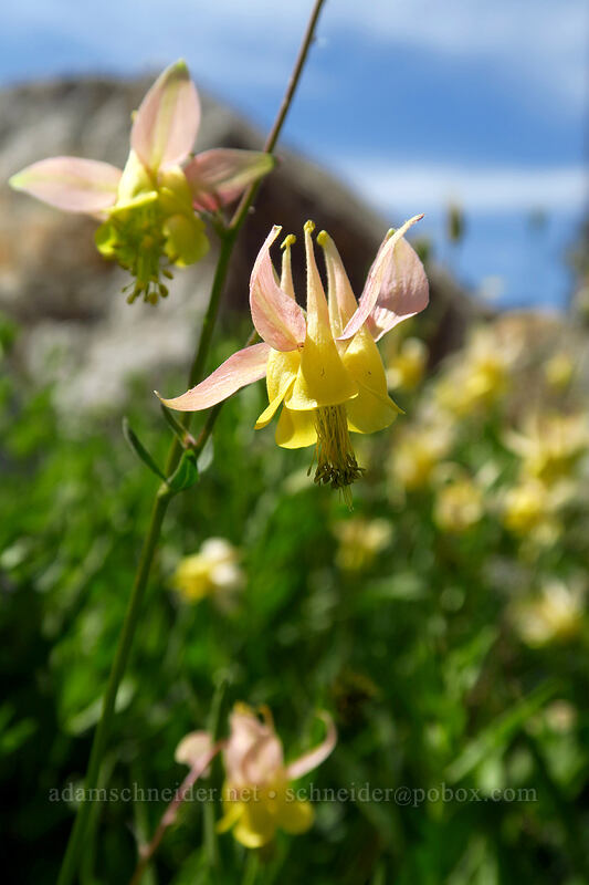hybrid columbine (Aquilegia x miniana (Aquilegia flavescens x Aquilegia formosa)) [North Fork Baron Trail, Sawtooth Wilderness, Custer County, Idaho]