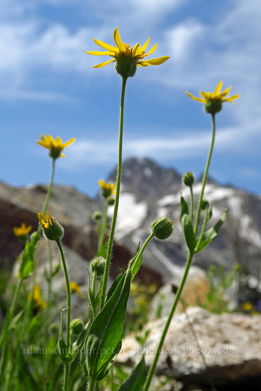 hairy arnica (Arnica mollis) [North Fork Baron Trail, Sawtooth Wilderness, Custer County, Idaho]