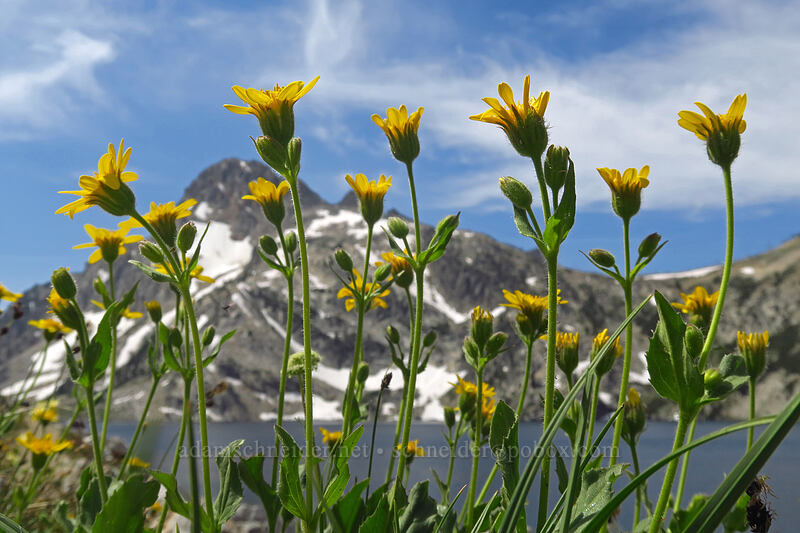 broad-leaf arnica (Arnica latifolia) [North Fork Baron Trail, Sawtooth Wilderness, Custer County, Idaho]