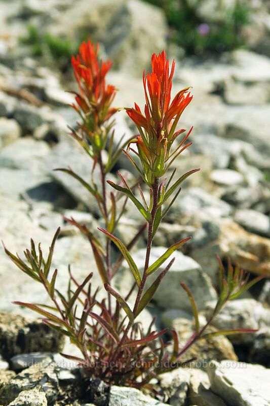 mountainside paintbrush (Castilleja crista-galli) [North Fork Baron Trail, Sawtooth Wilderness, Custer County, Idaho]
