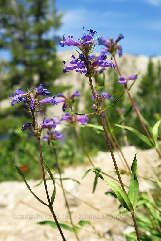 Rydberg's penstemon (Penstemon rydbergii) [North Fork Baron Trail, Sawtooth Wilderness, Custer County, Idaho]