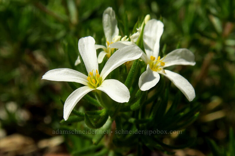Nuttall's linanthus (Leptosiphon nuttallii (Linanthus nuttallii)) [North Fork Baron Trail, Sawtooth Wilderness, Custer County, Idaho]
