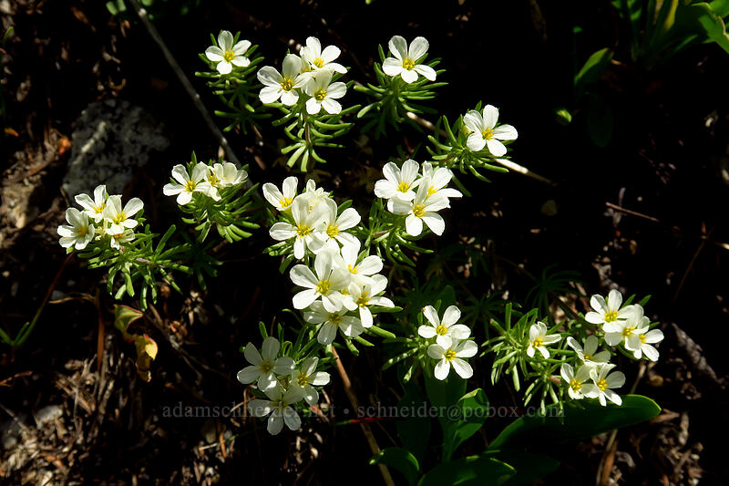 Nuttall's linanthus (Leptosiphon nuttallii (Linanthus nuttallii)) [North Fork Baron Trail, Sawtooth Wilderness, Custer County, Idaho]