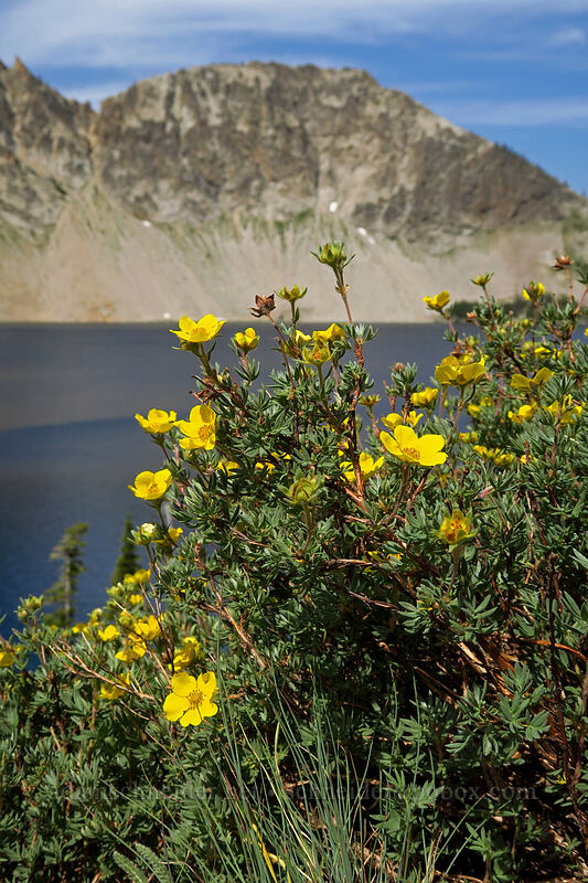 shrubby cinquefoil (Dasiphora fruticosa (Potentilla fruticosa)) [North Fork Baron Trail, Sawtooth Wilderness, Custer County, Idaho]