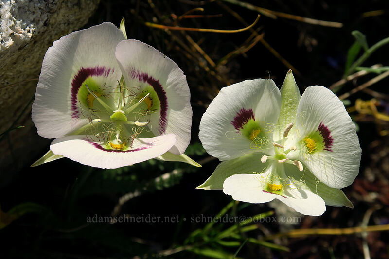 white mariposa lilies (Calochortus eurycarpus) [North Fork Baron Trail, Sawtooth Wilderness, Custer County, Idaho]