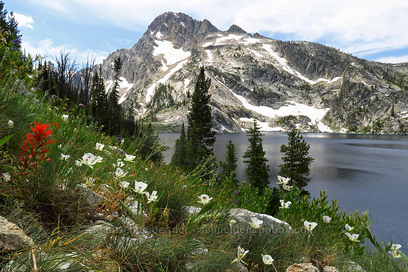 Coville's paintbrush & mariposa lilies (Castilleja covilleana, Calochortus eurycarpus) [North Fork Baron Trail, Sawtooth Wilderness, Custer County, Idaho]