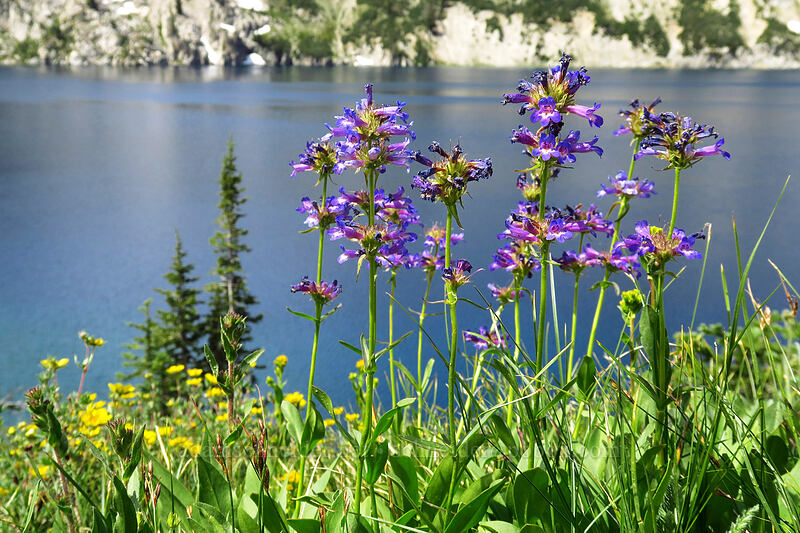 penstemon (Penstemon sp.) [North Fork Baron Trail, Sawtooth Wilderness, Custer County, Idaho]