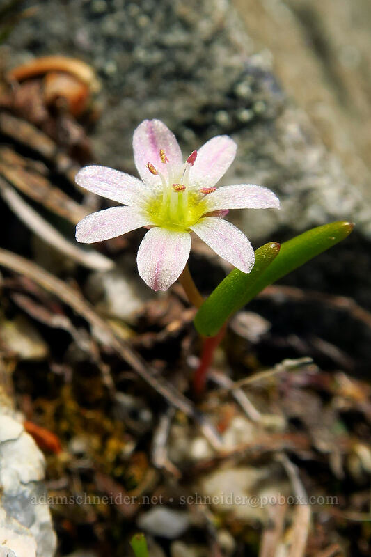 three-leaf lewisia (Lewisia triphylla) [above Sawtooth Lake, Sawtooth Wilderness, Custer County, Idaho]