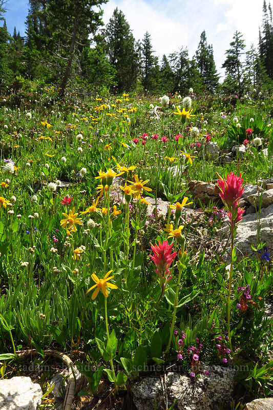 wildflowers [above Sawtooth Lake, Sawtooth Wilderness, Custer County, Idaho]