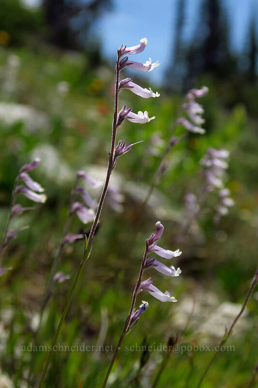 Tweedy's snow-lover (Chionophila tweedyi) [above Sawtooth Lake, Sawtooth Wilderness, Custer County, Idaho]