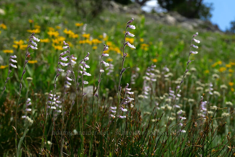 Tweedy's snow-lover (Chionophila tweedyi) [above Sawtooth Lake, Sawtooth Wilderness, Custer County, Idaho]