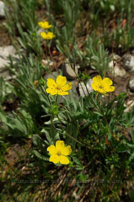 varied-leaf cinquefoil (Potentilla glaucophylla (Potentilla diversifolia var. glaucophylla)) [above Sawtooth Lake, Sawtooth Wilderness, Custer County, Idaho]
