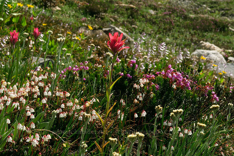 paintbrush & heather (Castilleja sp., Cassiope mertensiana var. gracilis, Phyllodoce empetriformis) [above Sawtooth Lake, Sawtooth Wilderness, Custer County, Idaho]