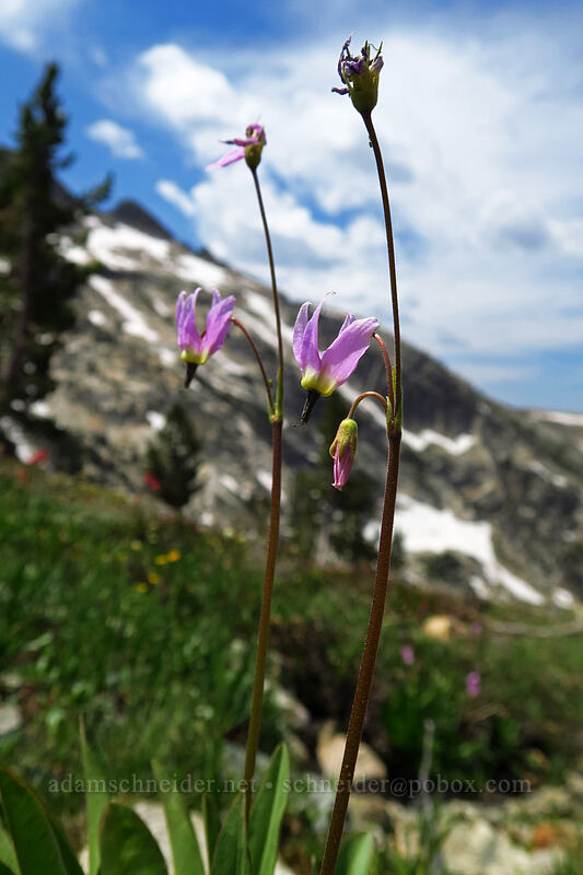 tall mountain shooting stars (Dodecatheon jeffreyi (Primula jeffreyi)) [above Sawtooth Lake, Sawtooth Wilderness, Custer County, Idaho]