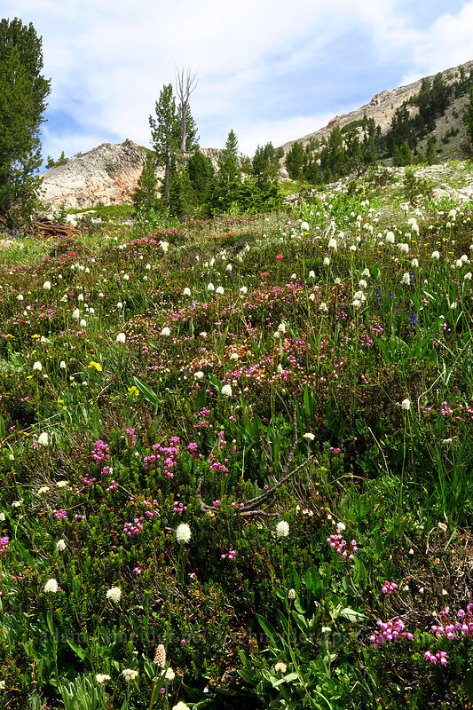 wildflowers [above Sawtooth Lake, Sawtooth Wilderness, Custer County, Idaho]