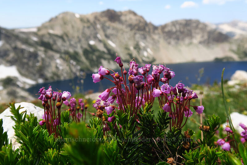 pink mountain heather (Phyllodoce empetriformis) [above Sawtooth Lake, Sawtooth Wilderness, Custer County, Idaho]